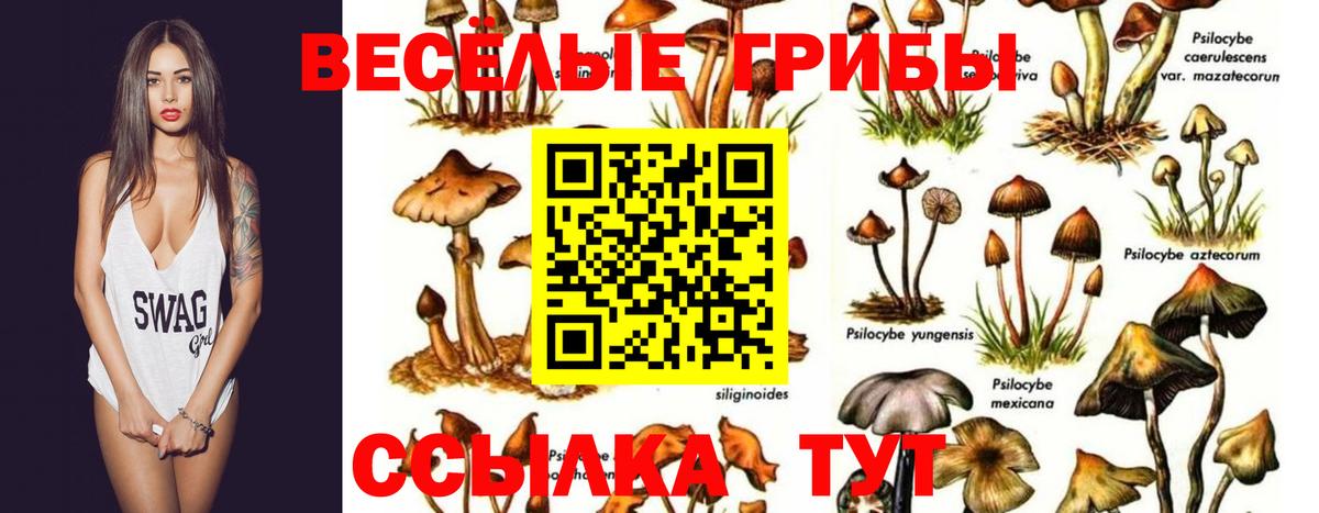 Ачхой-Мартан  где купить наркоту  Вход с VPN  Псилоцибиновые грибы Magic Shrooms 